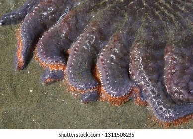 Purple Sunflower Sea Star Arms