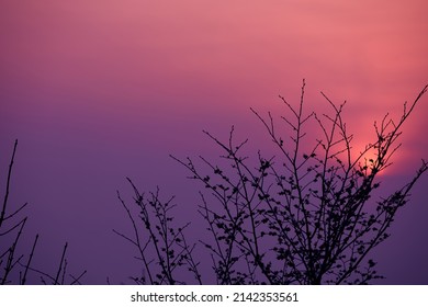 Purple Sunset With A Tree Sillhouette.