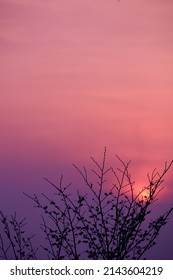 Purple Sunset With A Tree Sillhouette.