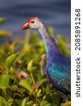 Purple swamp hen walking through the lilies on the edge of a swamp in Yala, Sri Lanka