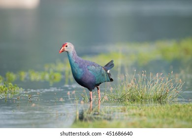 Purple Swamphen