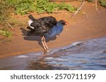 A purple swamphen, a large rail, stands at the edge of a river after shaking and fluffing its feathers up as it does its ablutions on the edge of the Murray River at Tailem Bend in South Australia.