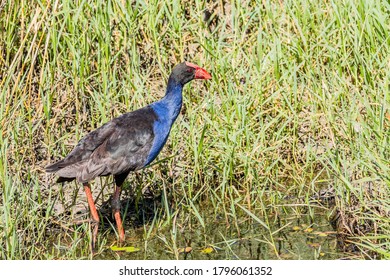 Purple Swamphen Looking For Food In A Pond Near Newcastle Airport, NSW, Australia On An Spring Afternoon In November 2019