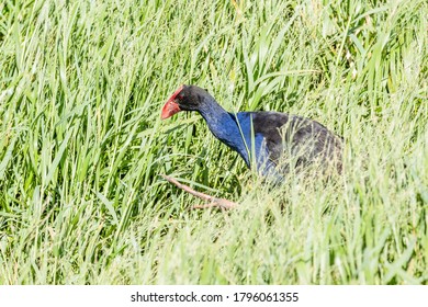 Purple Swamphen Looking For Food In A Pond Near Newcastle Airport, NSW, Australia On An Spring Afternoon In November 2019