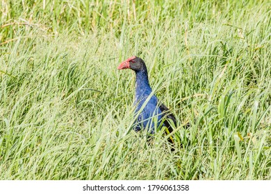 Purple Swamphen Looking For Food In A Pond Near Newcastle Airport, NSW, Australia On An Spring Afternoon In November 2019