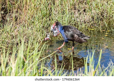 Purple Swamphen Looking For Food In A Pond Amongst Rubbbish Near Newcastle Airport, NSW, Australia On An Spring Afternoon In November 2019