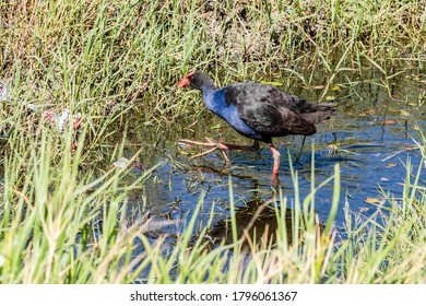 Purple Swamphen Looking For Food In A Pond Amongst Rubbbish Near Newcastle Airport, NSW, Australia On An Spring Afternoon In November 2019