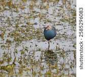 Purple swamphen (Porphyrio porphyrio) foraging in a lake