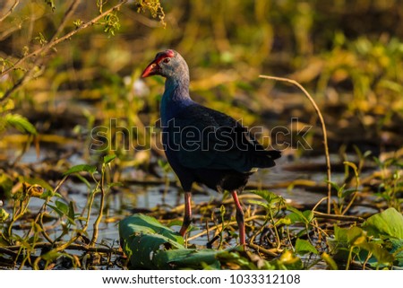 Similar – Image, Stock Photo Mother and Baby Muscovy ducklings Cairina moschata