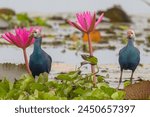 Purple Swamphen(Purple Gallinue) water bird in wetland