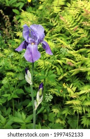 Purple Sweet Iris, Inverness-shire, Scotland