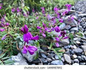 Purple Sweet Pea Flower On The Grey Gravel Path In The Garden. Decorative Plants For Garden. Orchid Flower. Summer Season. Blossom, Blooming. - 25 June 2019, Whistler, British Columbia, Canada