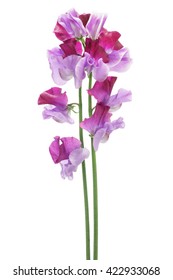 Purple Sweet Pea Isolated On White Background
