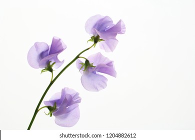 purple sweet pea on white background