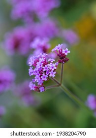 Purple Tall Verbena Flower Closeup