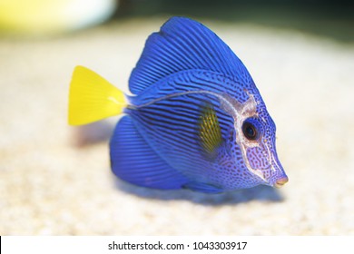 Purple Tang (Zebrasoma Xanthurum) With 
Head And Lateral Line Erosion Disease (HLLE)