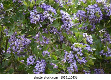 Purple Texas Mountain Laurel