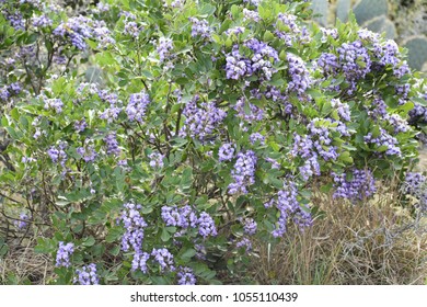 Purple Texas Mountain Laurel