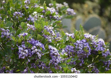 Purple Texas Mountain Laurel