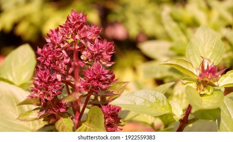 Purple Thai Basil Flower Leaves