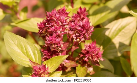 Purple Thai Basil Flower Leaves