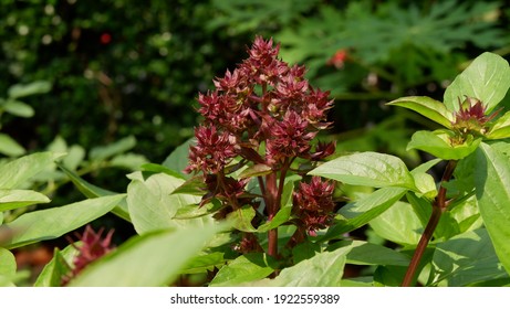 Purple Thai Basil Flower Leaves