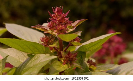 Purple Thai Basil Flower Leaves