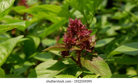 Purple Thai Basil Flower Leaves