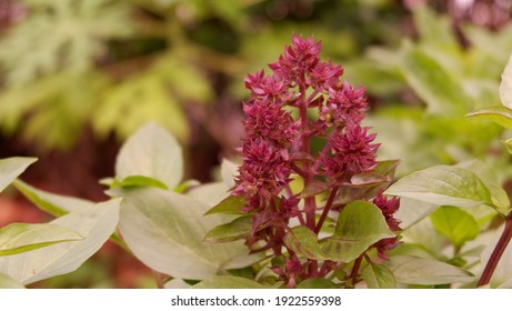 Purple Thai Basil Flower Leaves