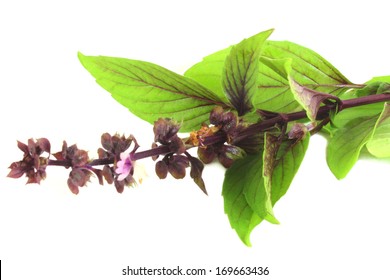 purple thai basil herb