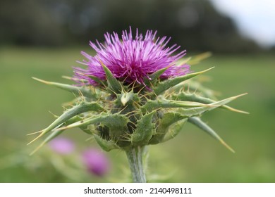 Purple Thistle Flower Breaking Through In Spring 