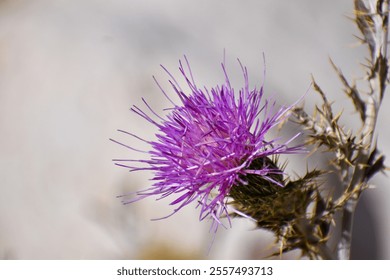 Purple Thistle flower close up  - Powered by Shutterstock