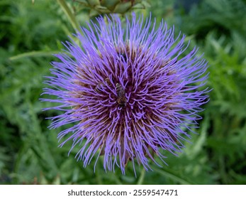 Purple thistle flower close-up with a beautiful inflorescence in the shape of a ball with a purple tint - Powered by Shutterstock