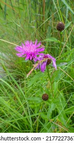 Purple thistle flower growing in a meadow