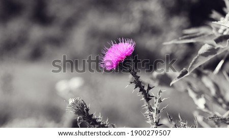 Purple thistle on black and white background