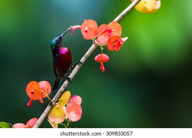 Purple Throated Sunbird