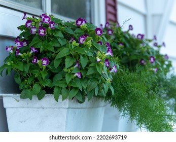 Purple Torenia Wishbone Flowers in a white window box  - Powered by Shutterstock