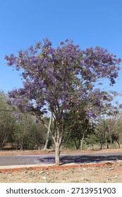 Purple Ipê tree in bloom in spring.