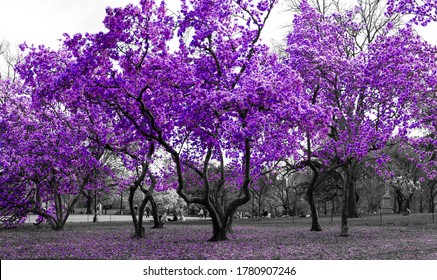 Purple trees in a surreal black and white forest landscape scene in Central Park, New York City NYC
