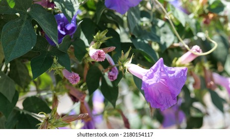 Purple Tubular Closed Flower Bud 