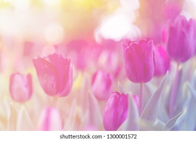 Purple tulip blossom beautiful and morning sunlight in garden spring season.