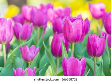 Purple Tulip In Field