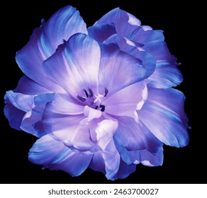 Purple  tulip.  Flower on black isolated background.  For design.  Closeup.  Nature. - Powered by Shutterstock