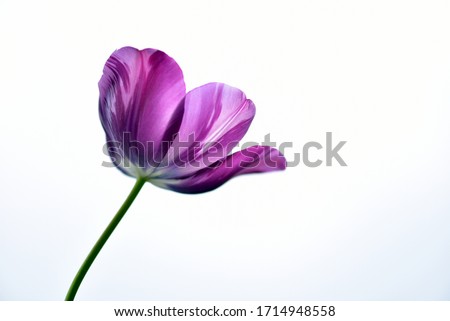 Purple tulip flower on light background