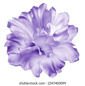 Purple   tulip flower  on white isolated background with clipping path. Closeup. For design. Nature. - Powered by Shutterstock