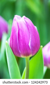 purple tulip in garden