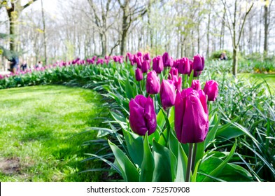 Purple Tulip Garden