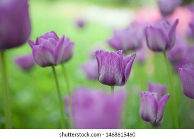 purple tulip in garden park  - Shutterstock ID 1468615460