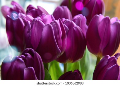 Purple Tulip Heads