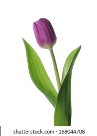 Purple Tulip Isolated On White Background